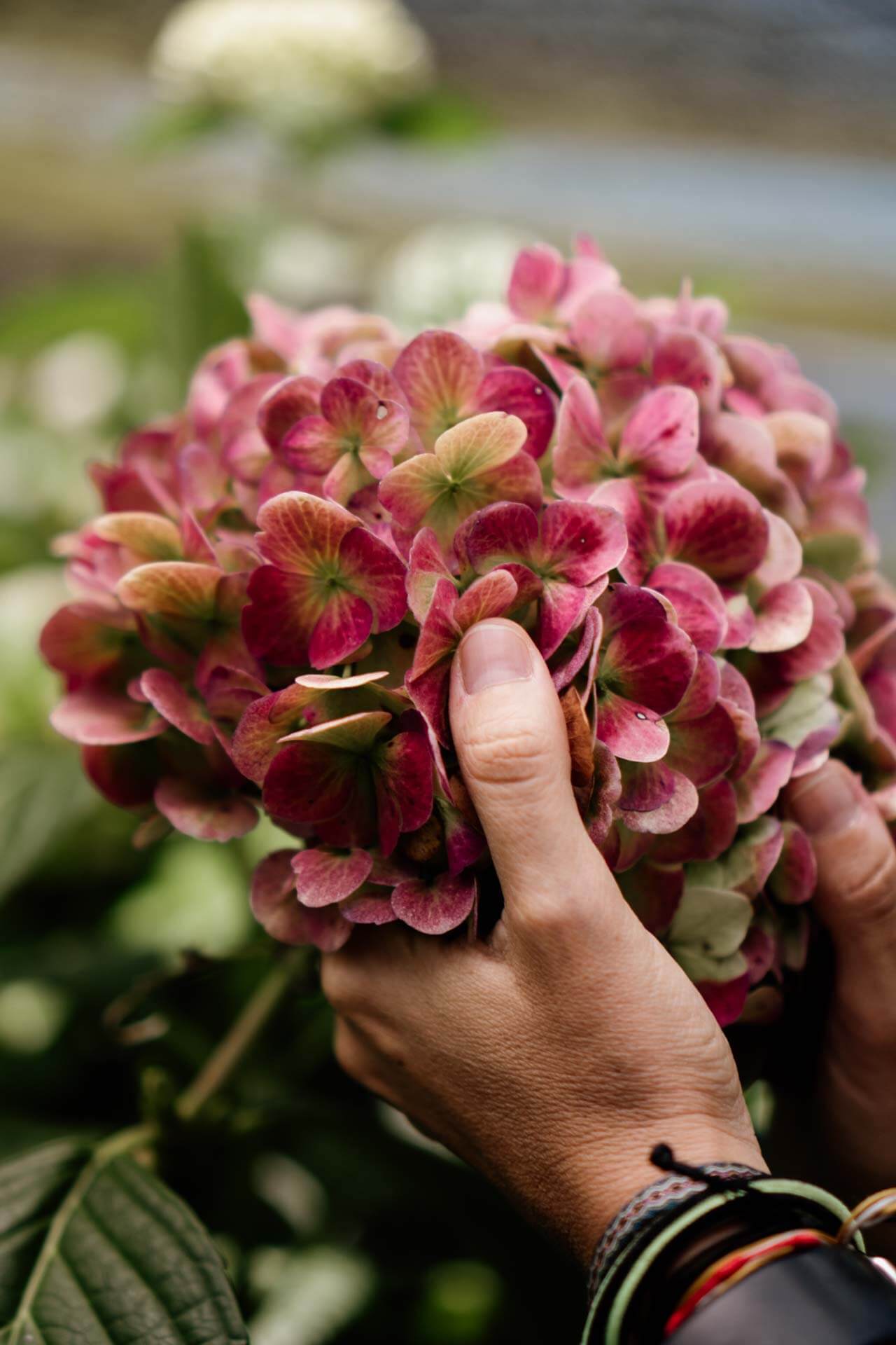 DSC08791 – CLA COL CAROLINA – Edit 1