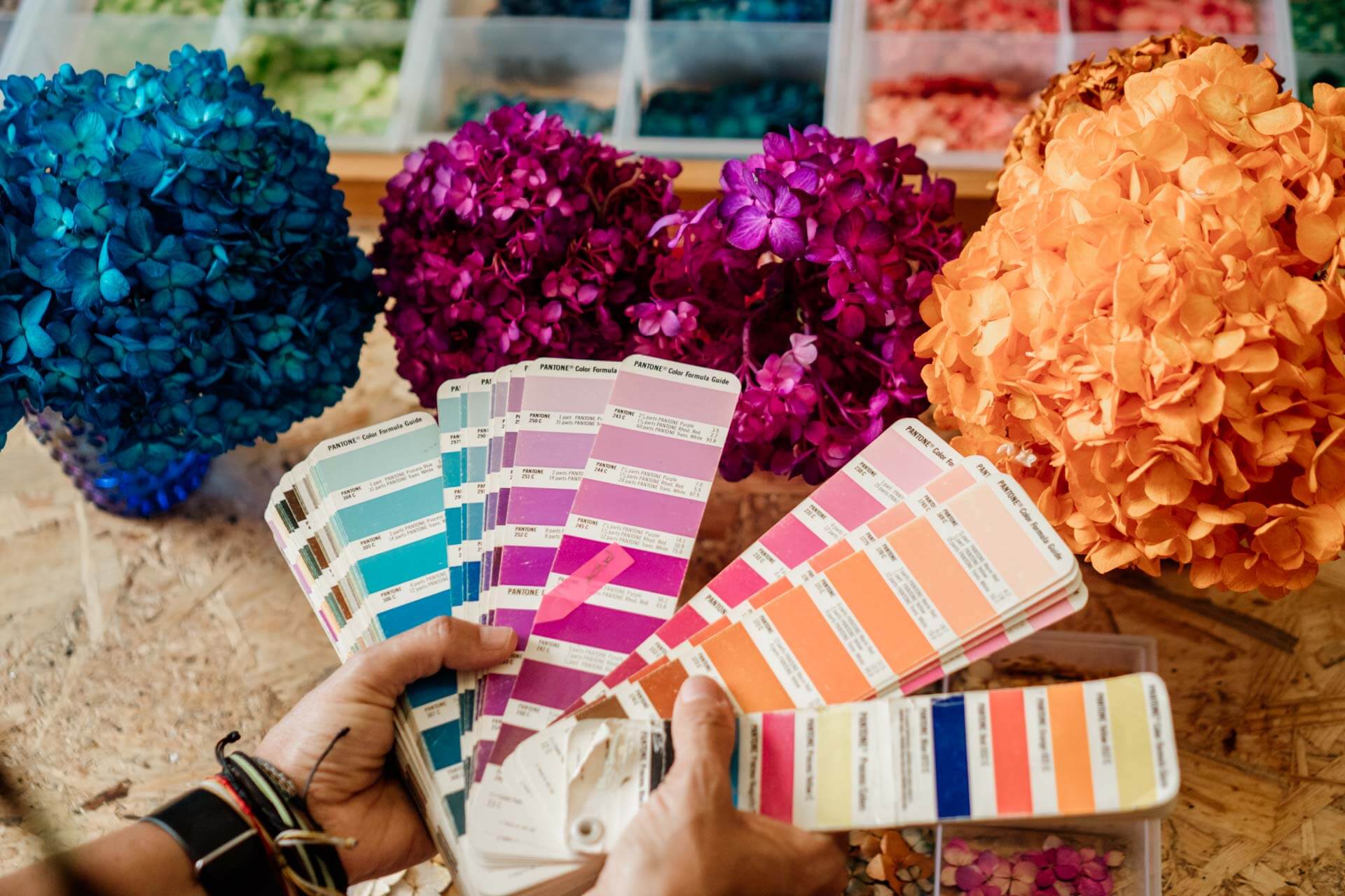 DSC09071 – CLA COL CAROLINA – Edit 1