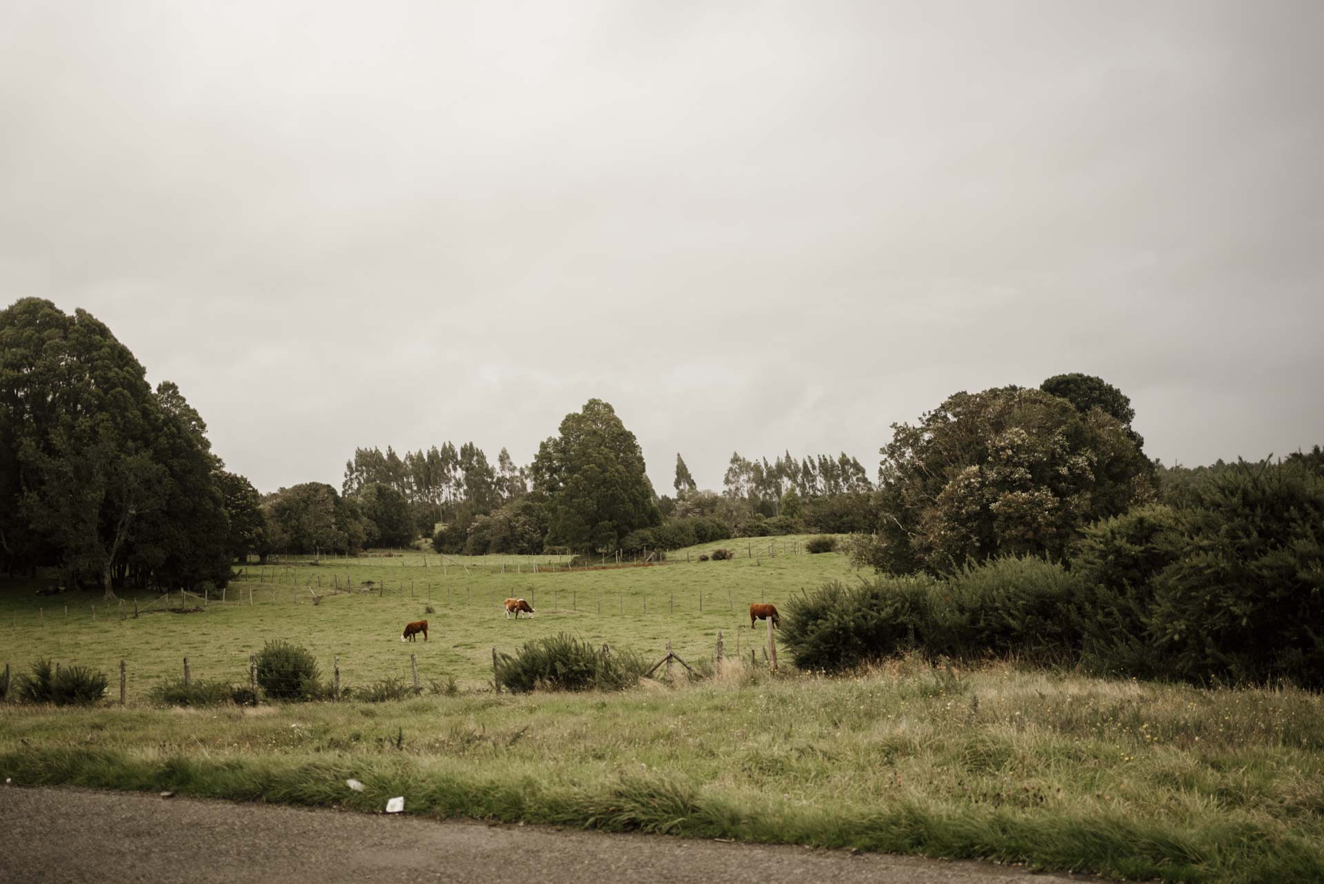 DSC05965 – CLA CHILE – ANDRES – v1 – Web